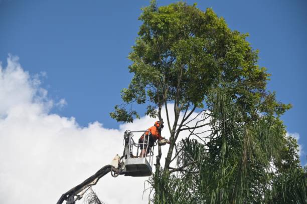 Best Storm Damage Tree Cleanup  in Maplewood, WA